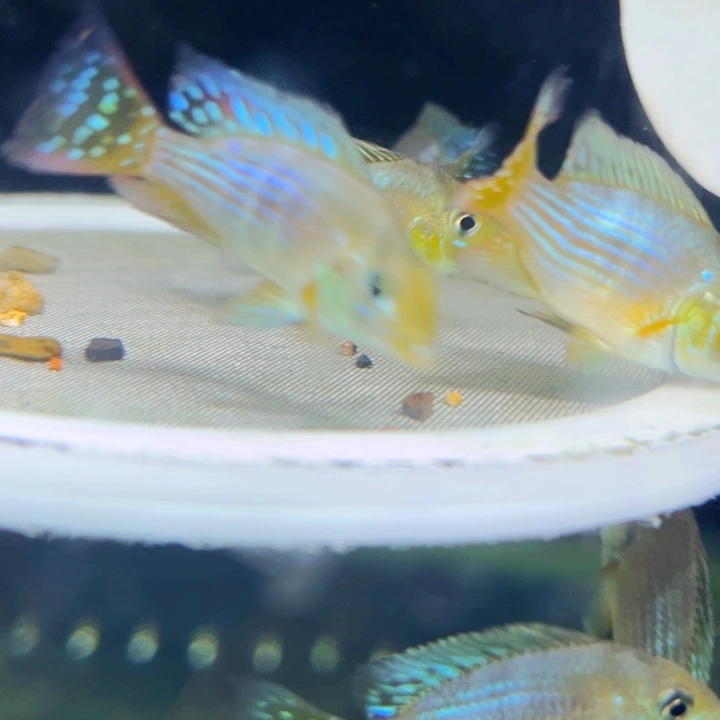 慈鲷4-4.5紫艳七彩宝石3条