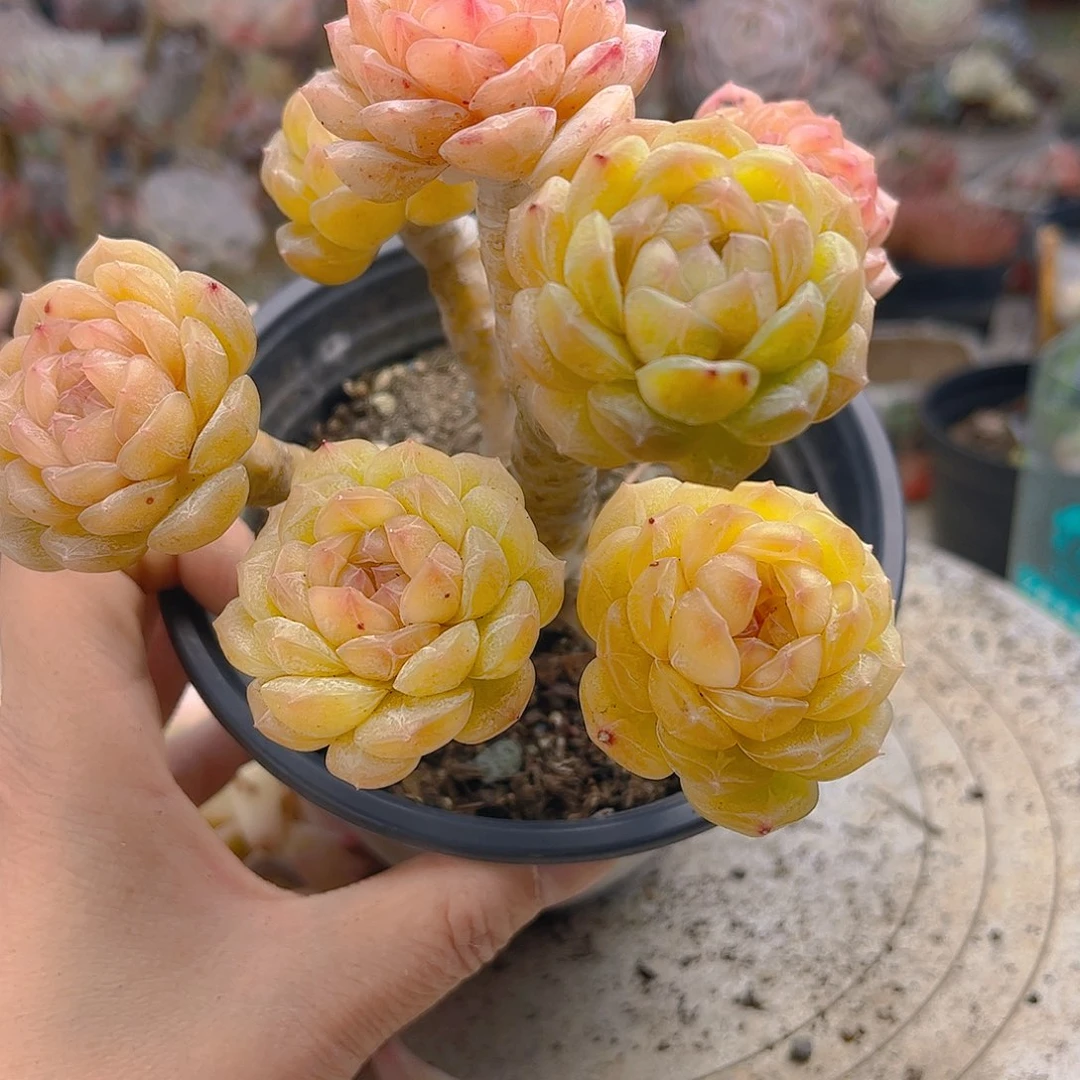 沙**瑰白色恋人7头嫁接