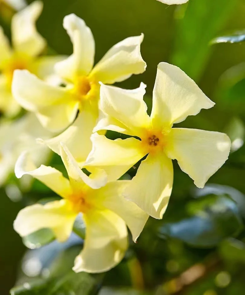 茉莉花盆栽浓香型风车茉莉庭院室外茉莉花大棵特大号发货络石藤