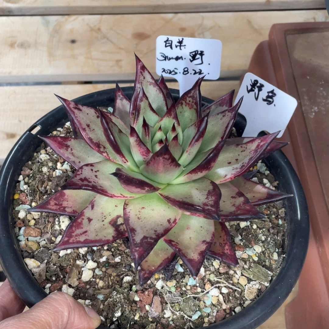 白***座多肉植物，山人园艺