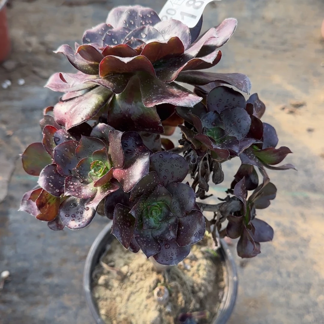 巫毒184满20包邮断枝不包