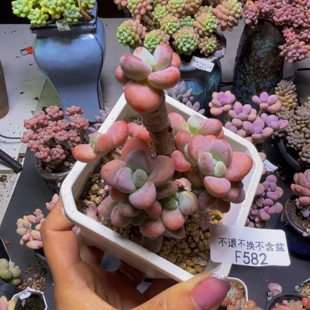 大***酱花朵洛神582/7cm多肉