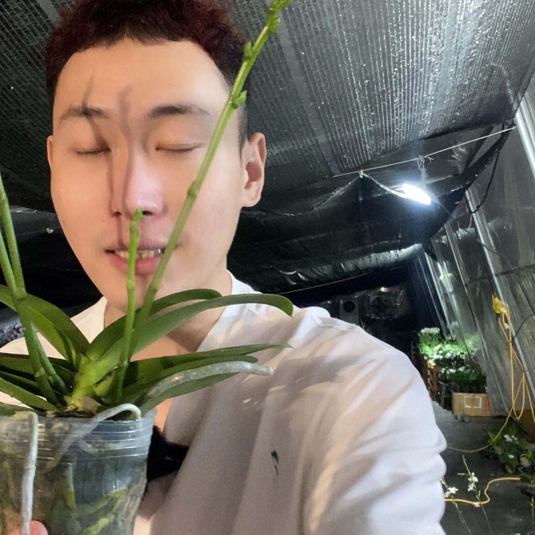 无花朵祥云最少3花剑