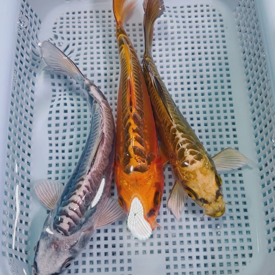 锦鲤锦鲤冷水鱼观赏122