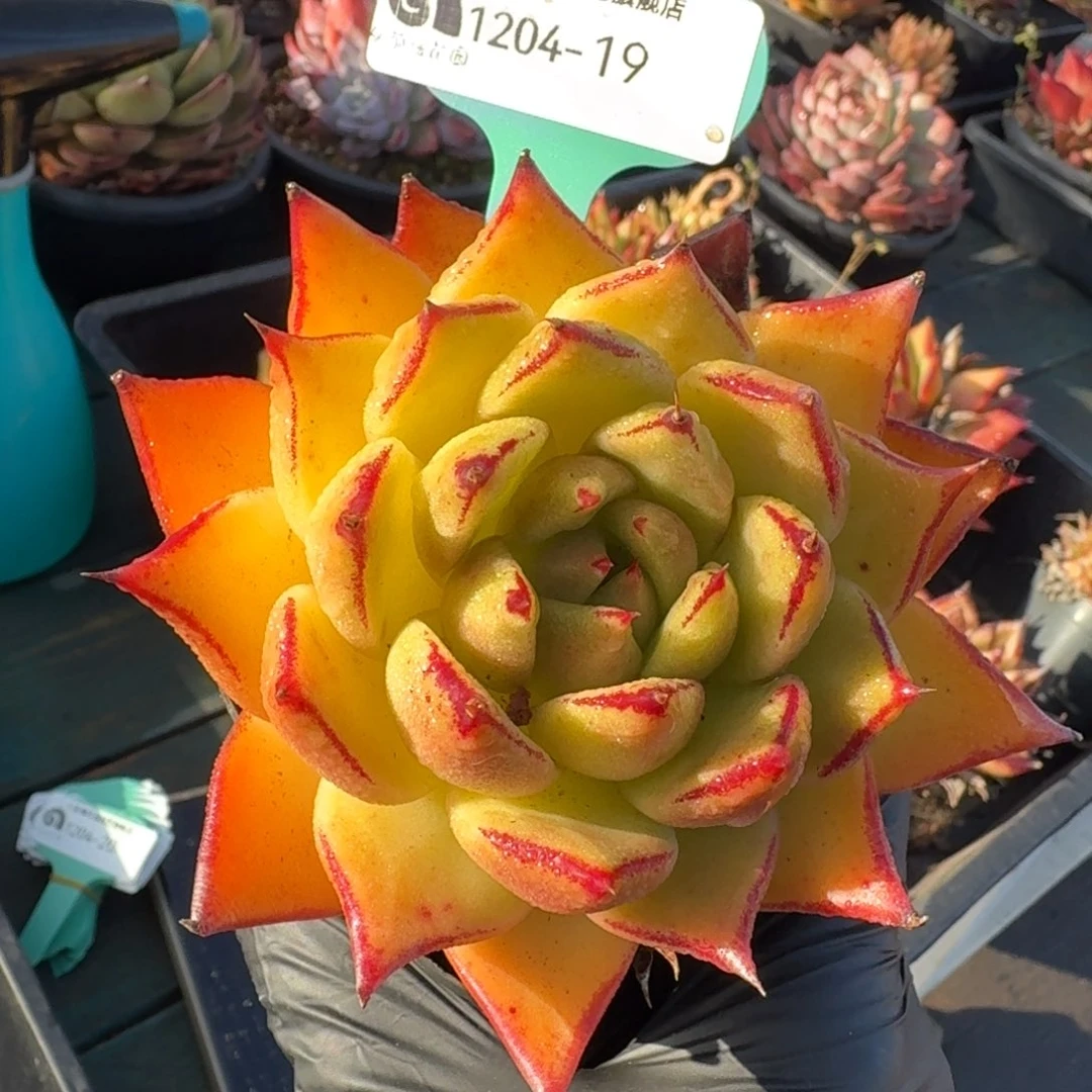 从前慢多肉精选编号1204.19