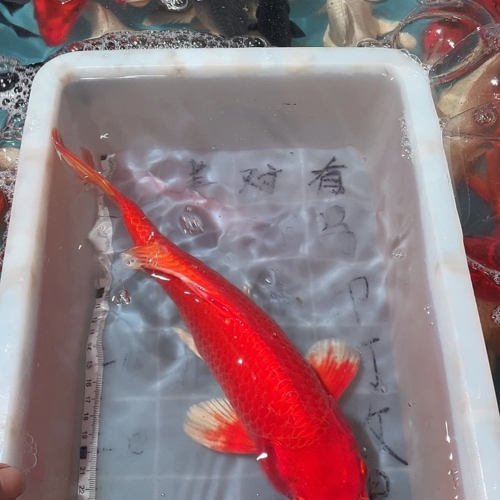 蝴蝶鲤鱼渔场直发者75