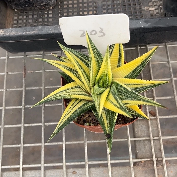 我也不知道我为什么要