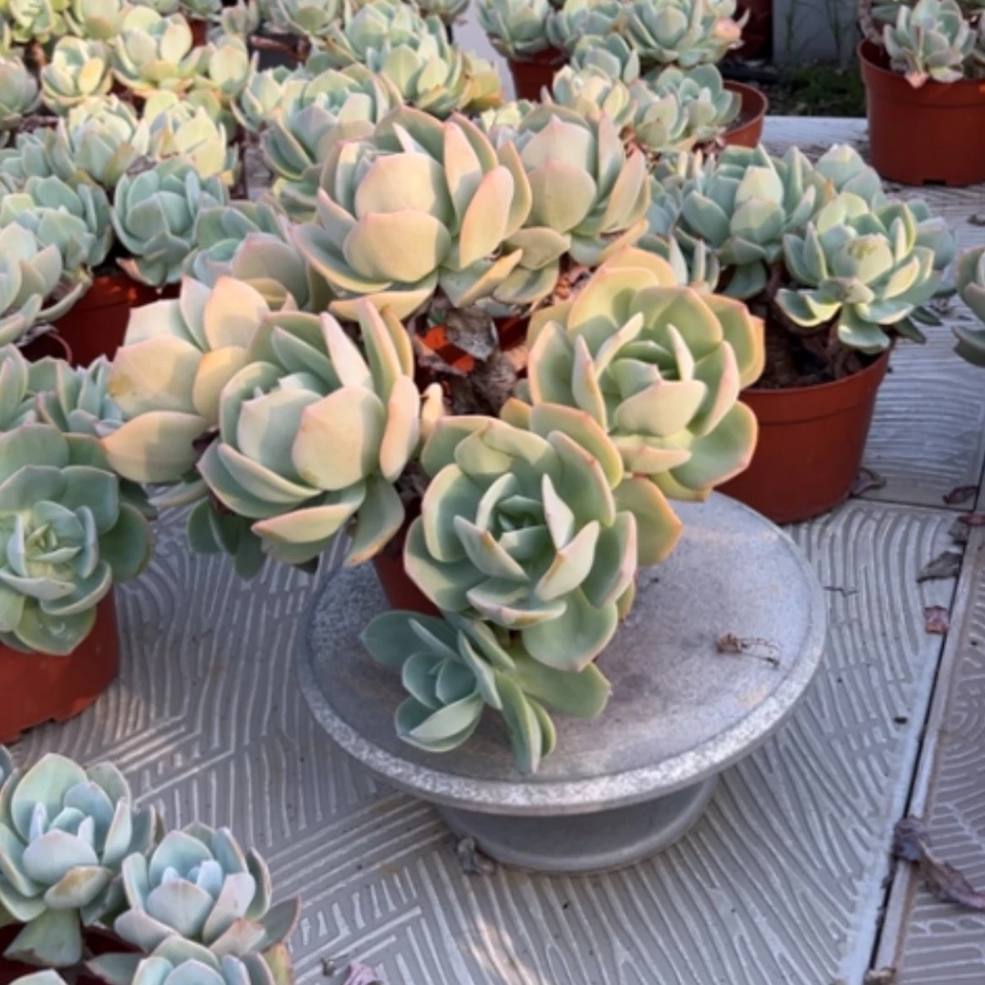 【闪购商品】无花朵小**姨