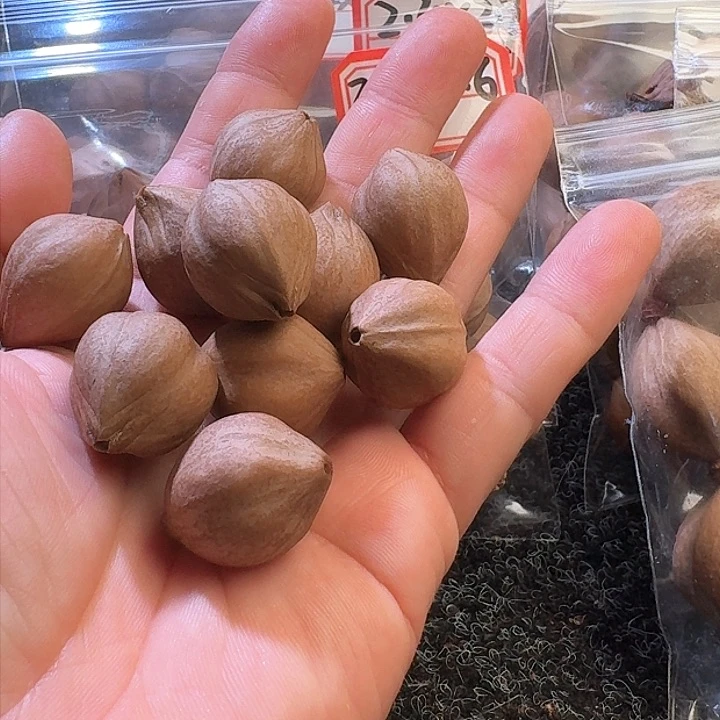 吊坠橄榄核2.1❌2.7