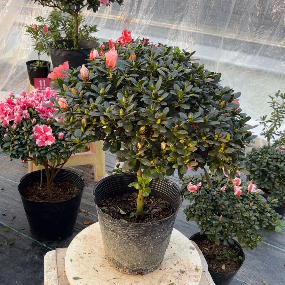 大部分花苞少量开放
