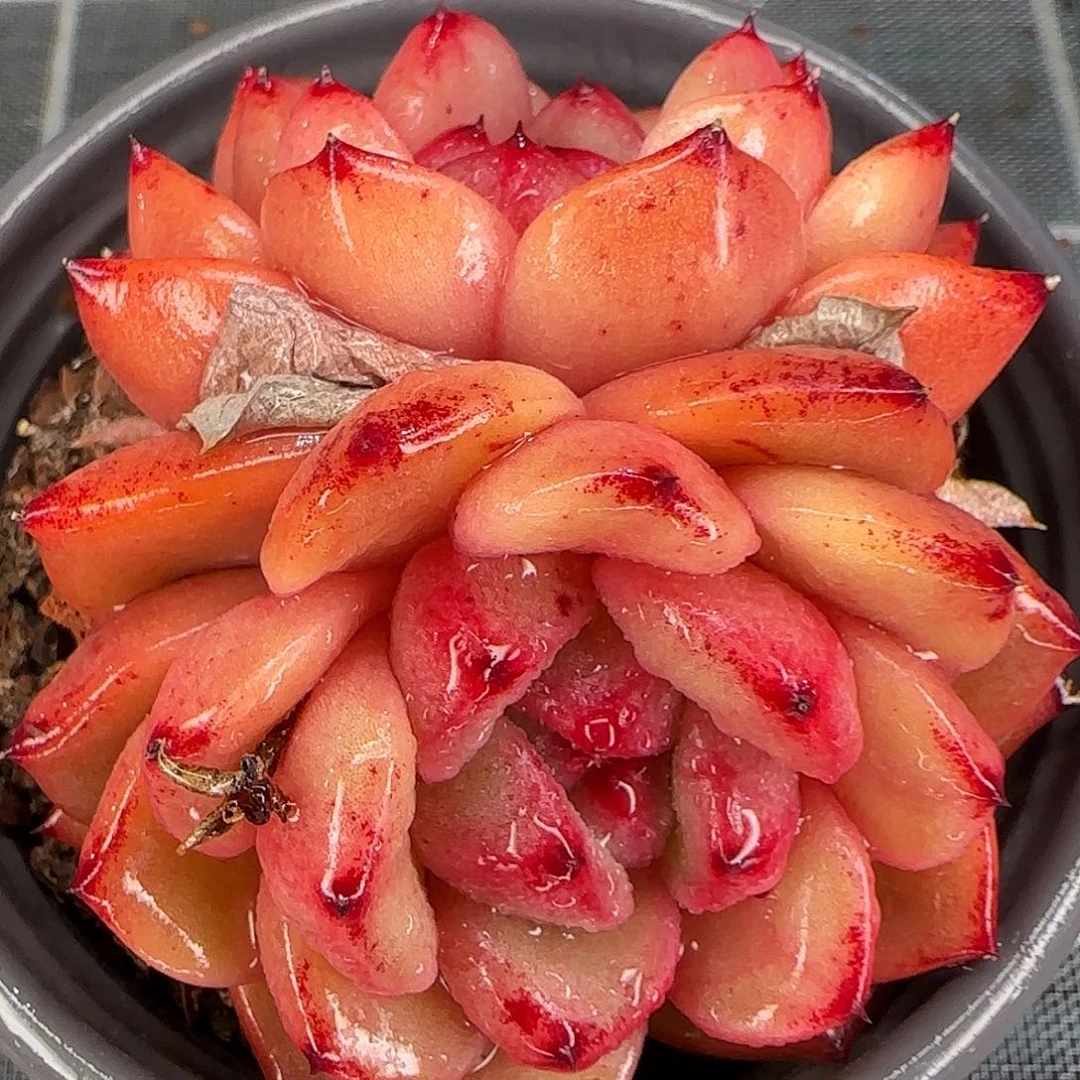 从前慢甄选多肉编号韩版水晶珍妮