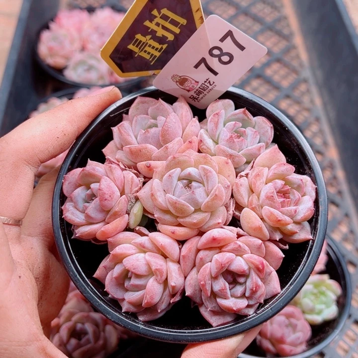 多肉植物多肉植物