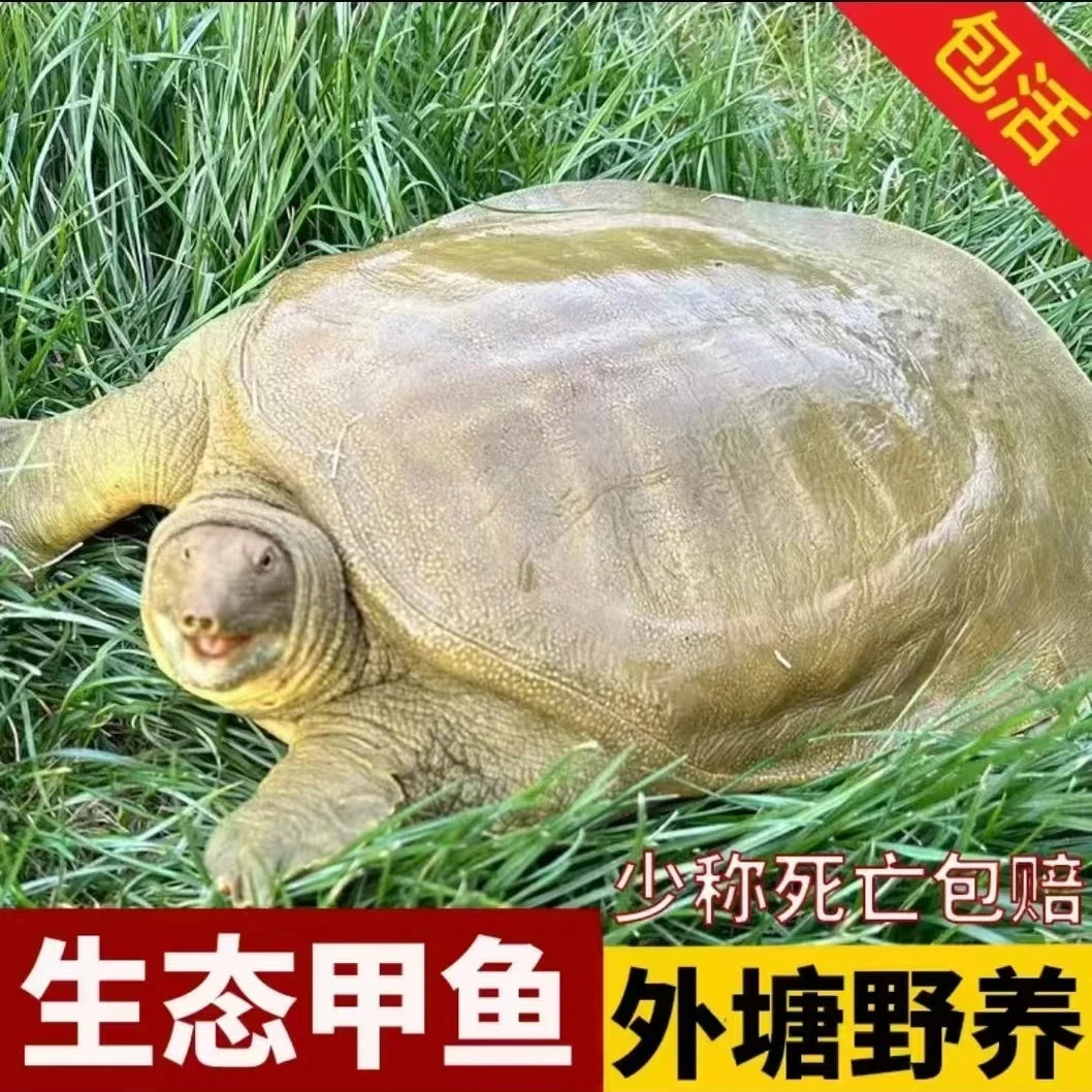 正宗外塘生态鲜活甲鱼2只6-7斤 顺丰鲜活到家