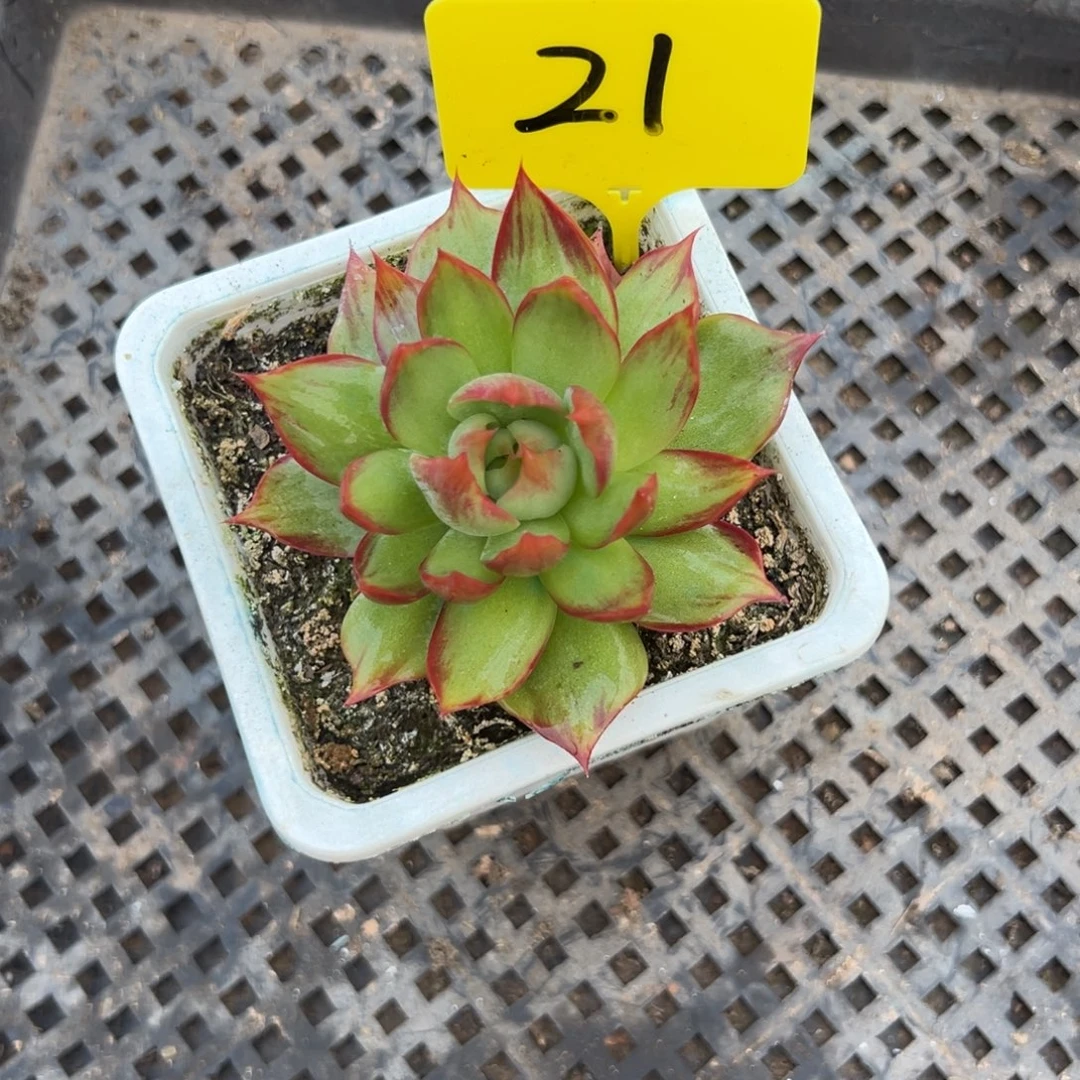 一***诺惊鸿仙子多肉植物
