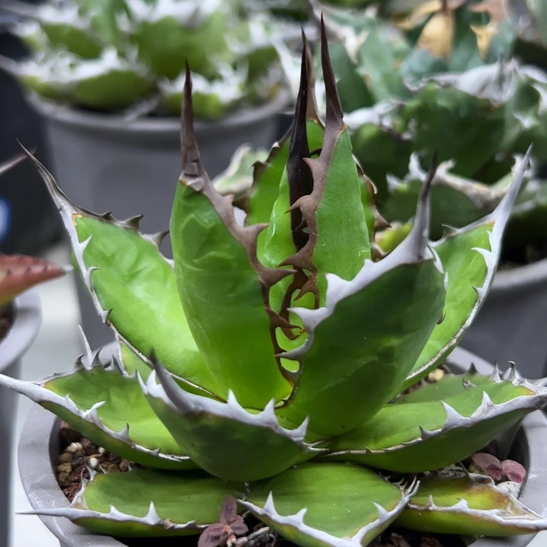 宽叶霍利达一物一拍偏远不包邮不退不换