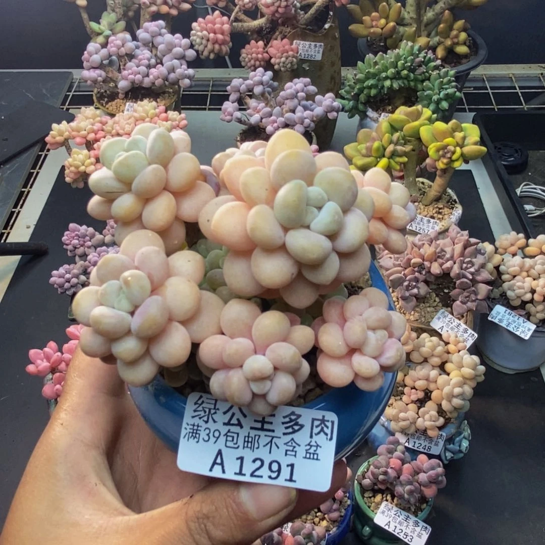 291洛可可多肉7c m