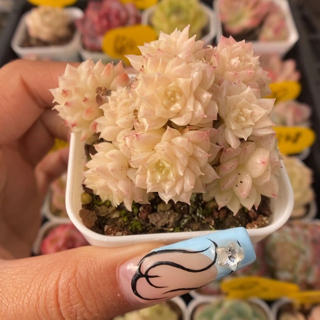 油透麦秆朵朵239号