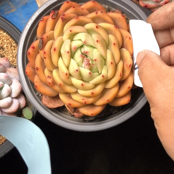 静***?46///////////////