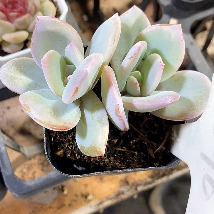 多肉植物韩版奶茶1076