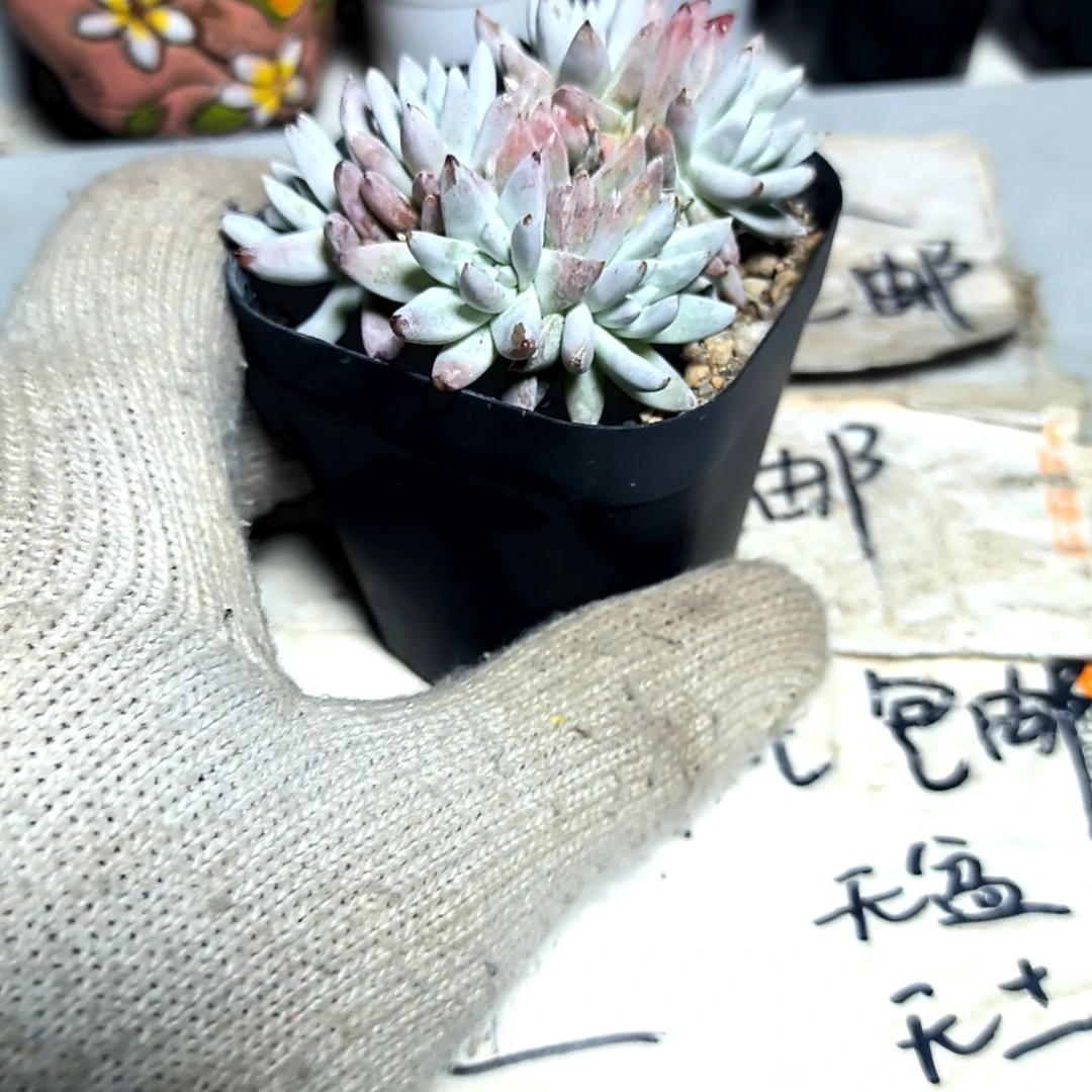 满9元包邮，白菊老庄多头