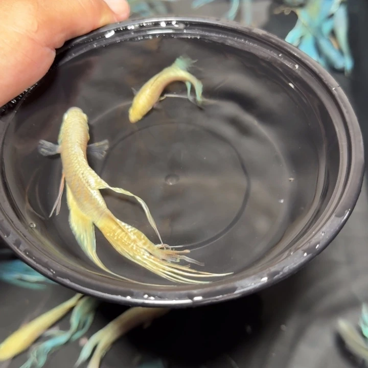 斗鱼直播间对图瑕疵白蛇13