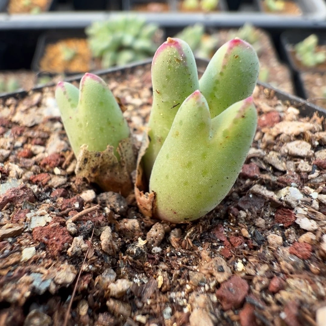 16-180肉锥多肉植物