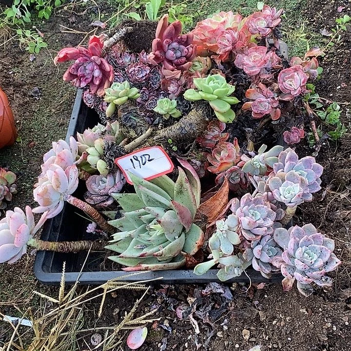 墨***韵2025-1902 CC多肉