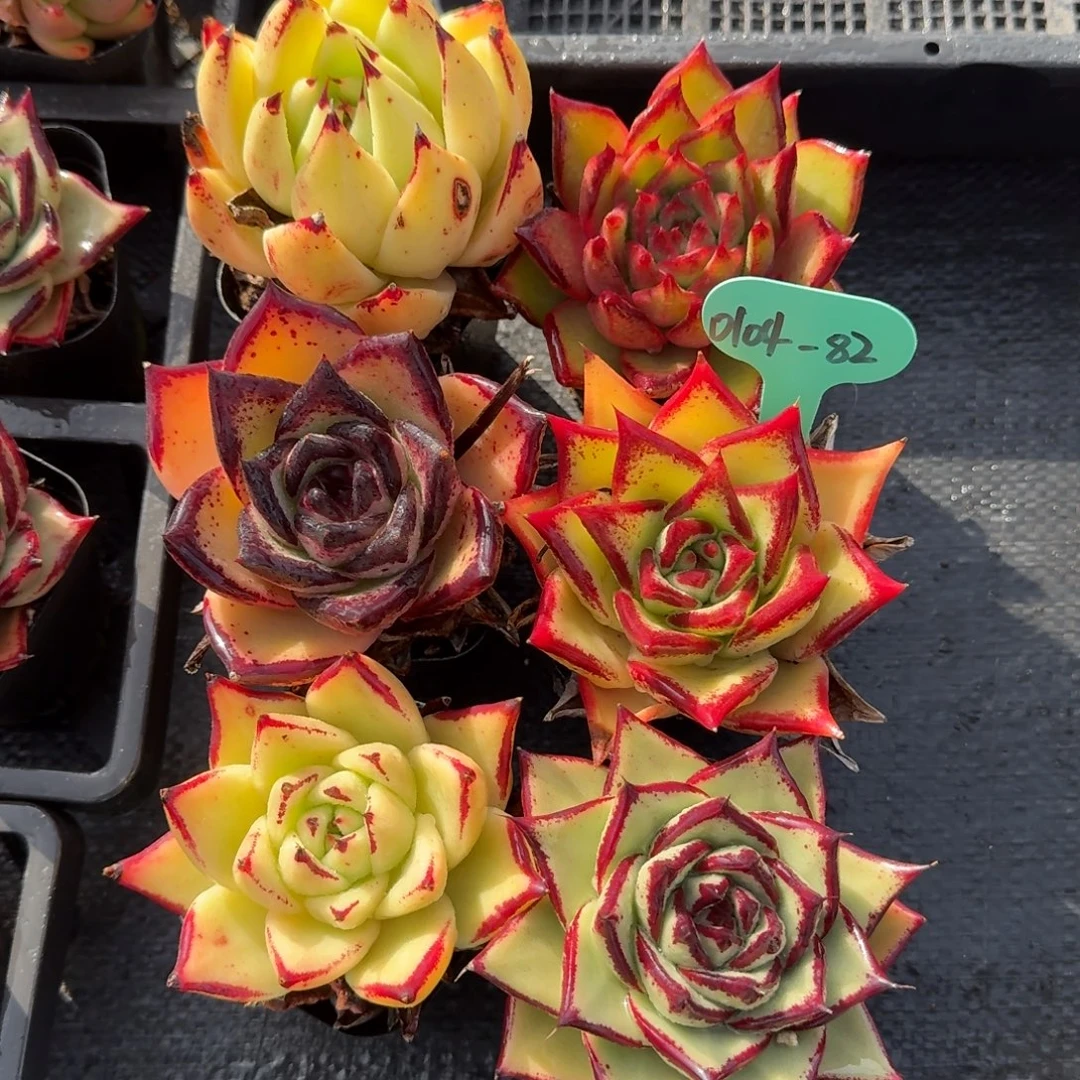 从前慢多肉精选编号0104.82