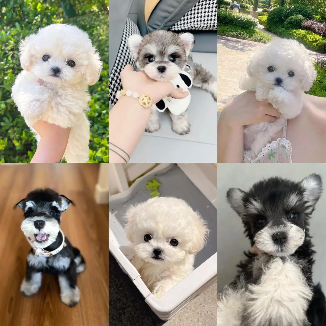 绵阳小宠狗狗活体