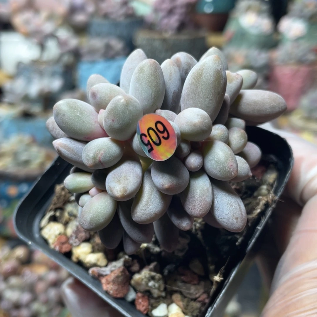 仙子奶酪出奶尖多肉