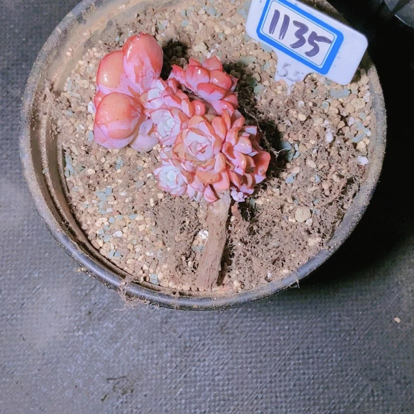【闪购商品】金*墩1135