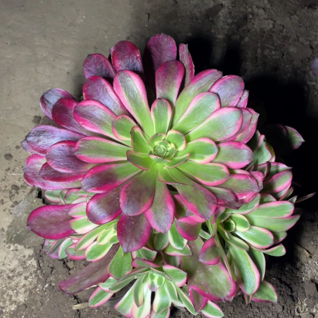 凤冠多肉法师断枝不包