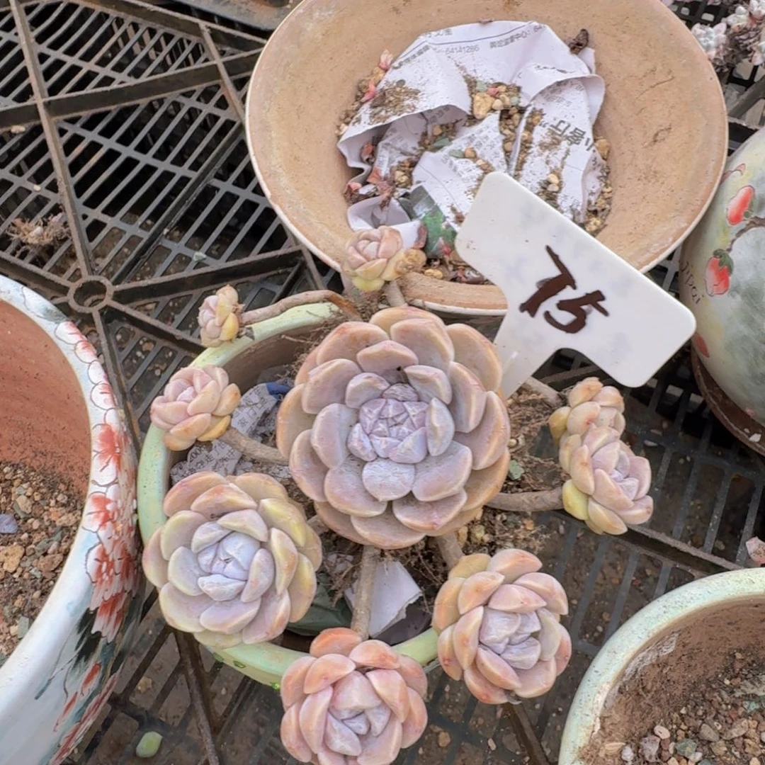 多肉植物的生长发育与生长