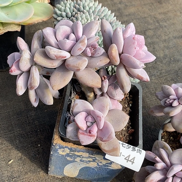 小七夕多肉桃霜44