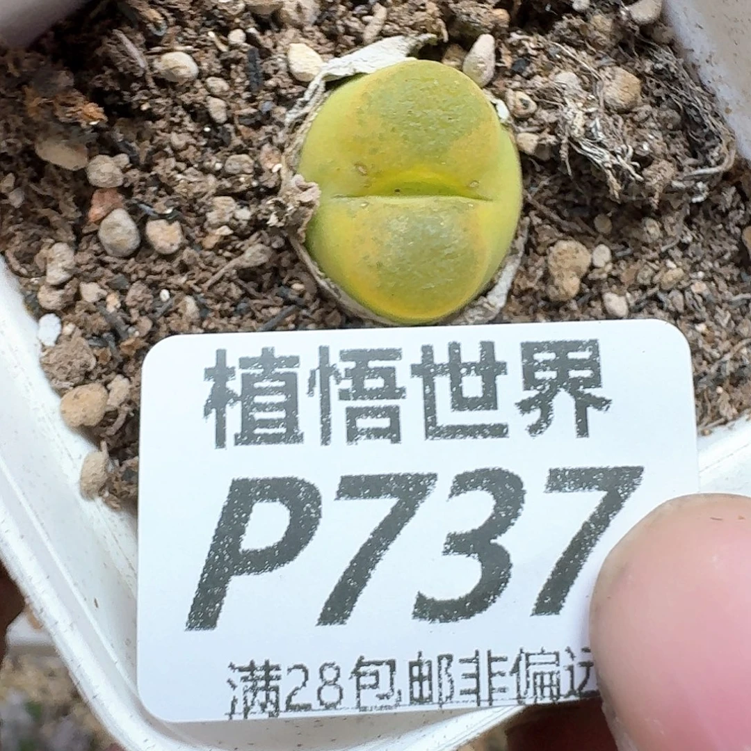 多肉植物的润泽地方