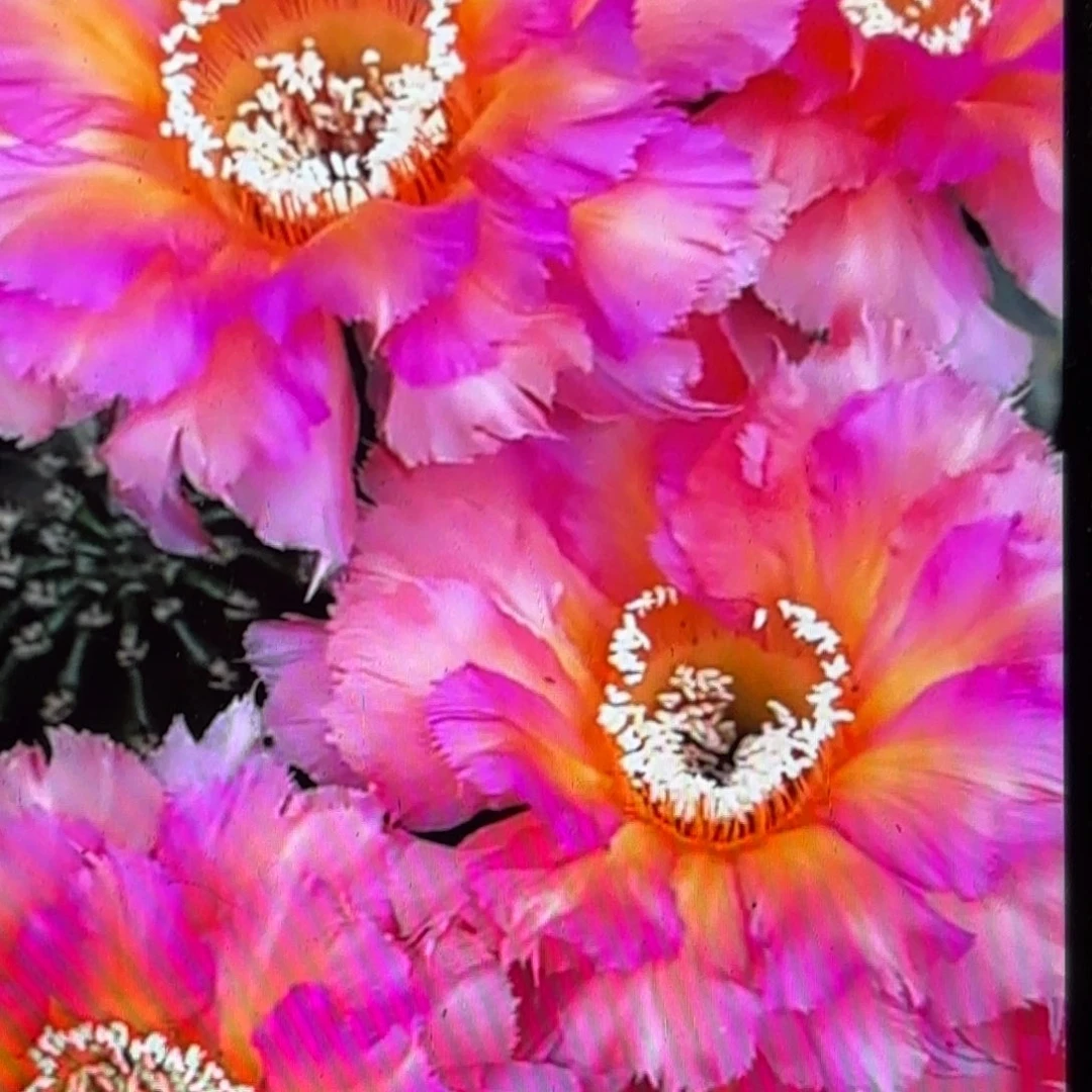 彩云彩金刚侧牙20包邮8