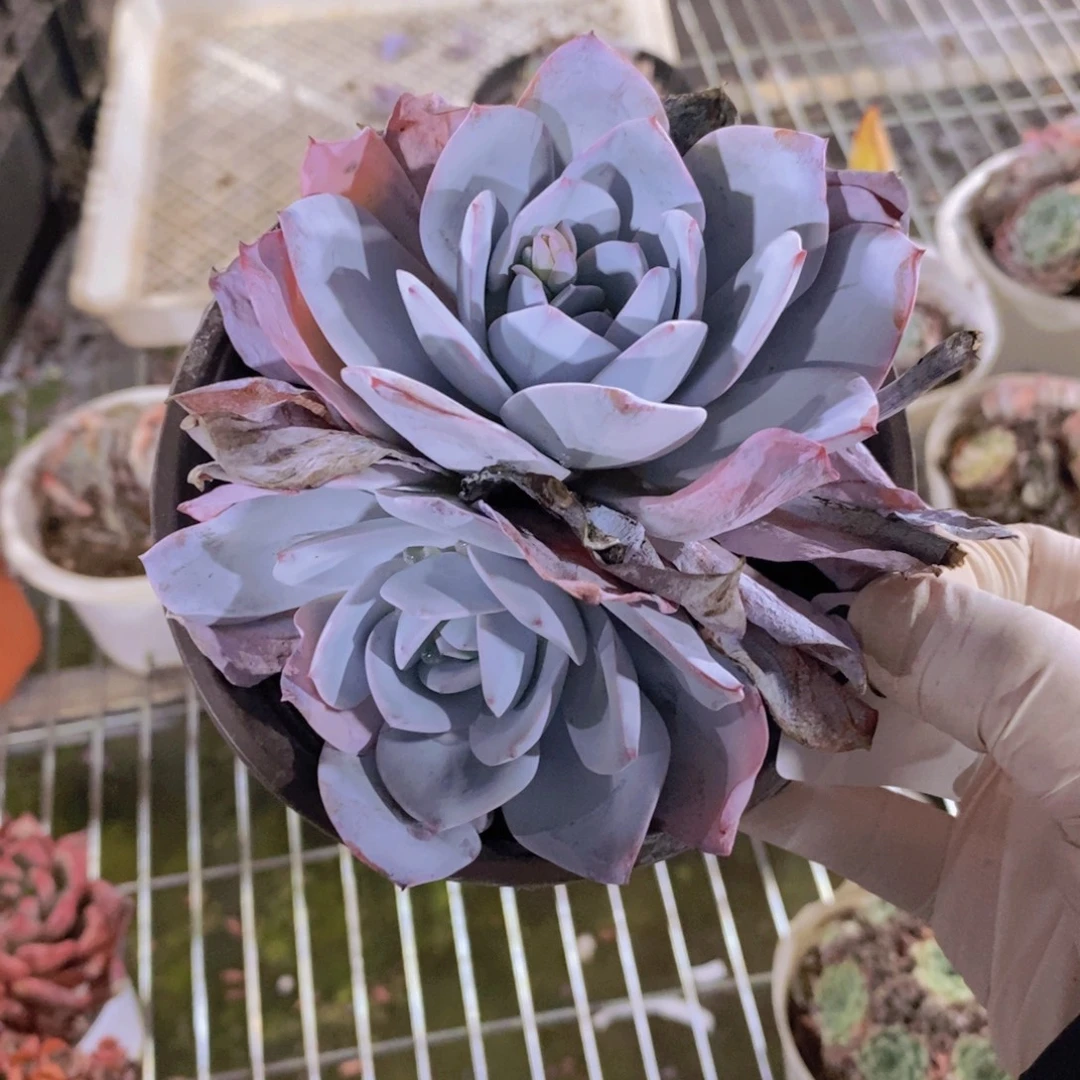 ****期9830奶茶双头一物一拍