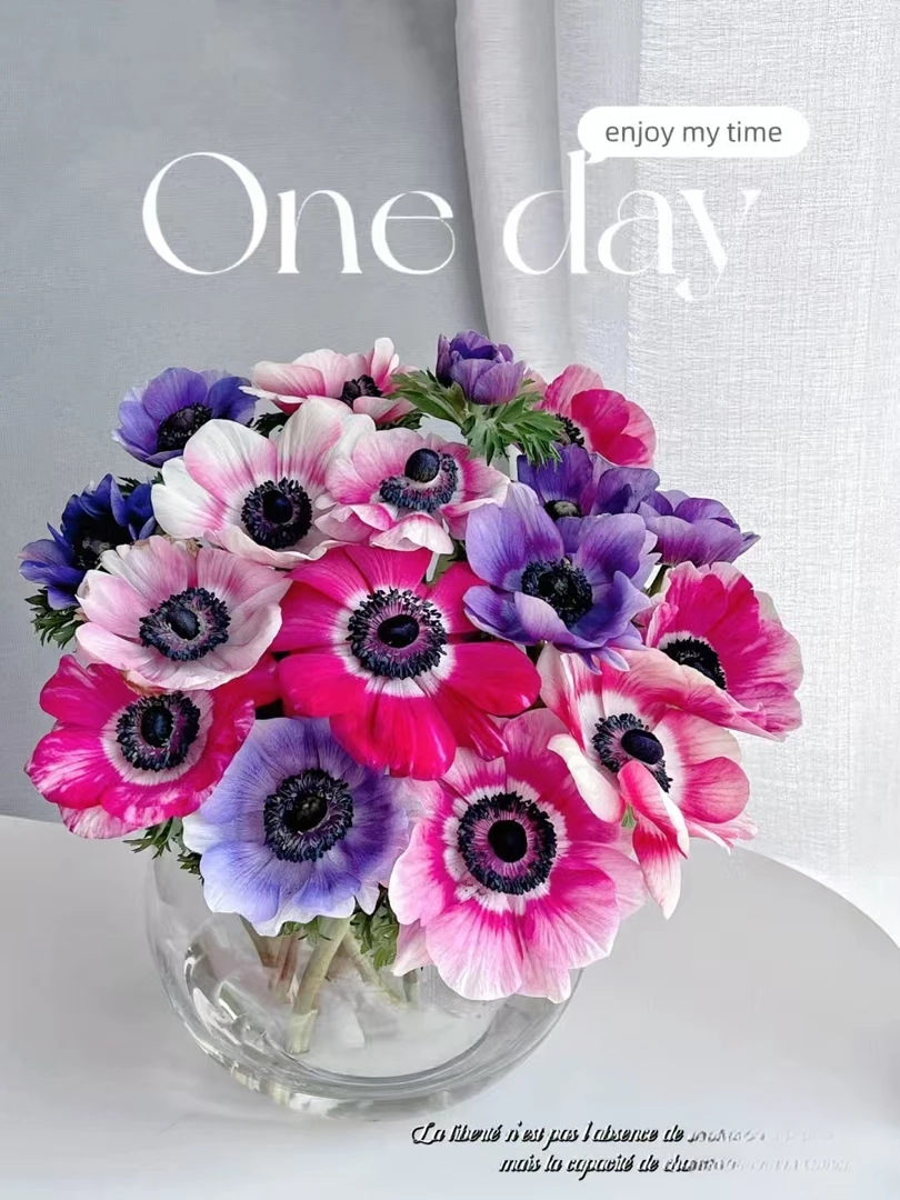 【香羿鲜花】混色银莲花（秋牡丹）/全场任意满两单及以上包邮