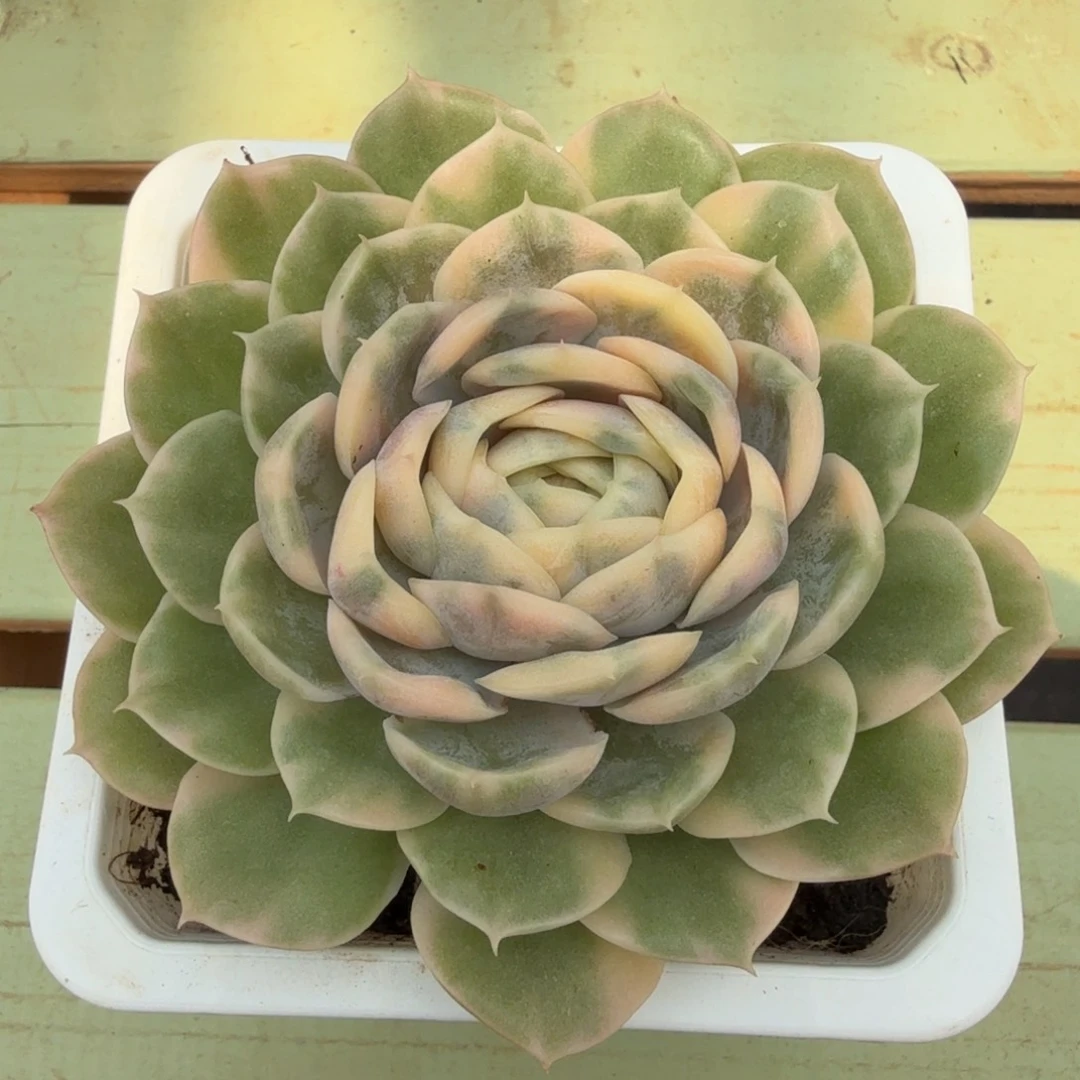 绿体昂锦上园艺一物一拍