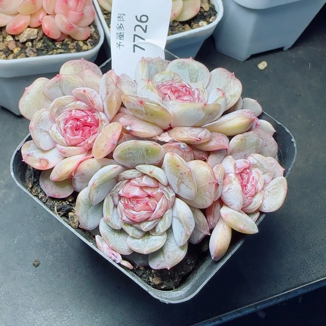 宫花群，7726多肉植物