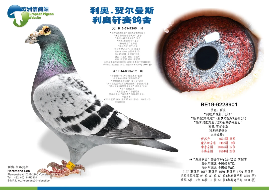 比利时圆环信鸽种鸽成绩鸽名家