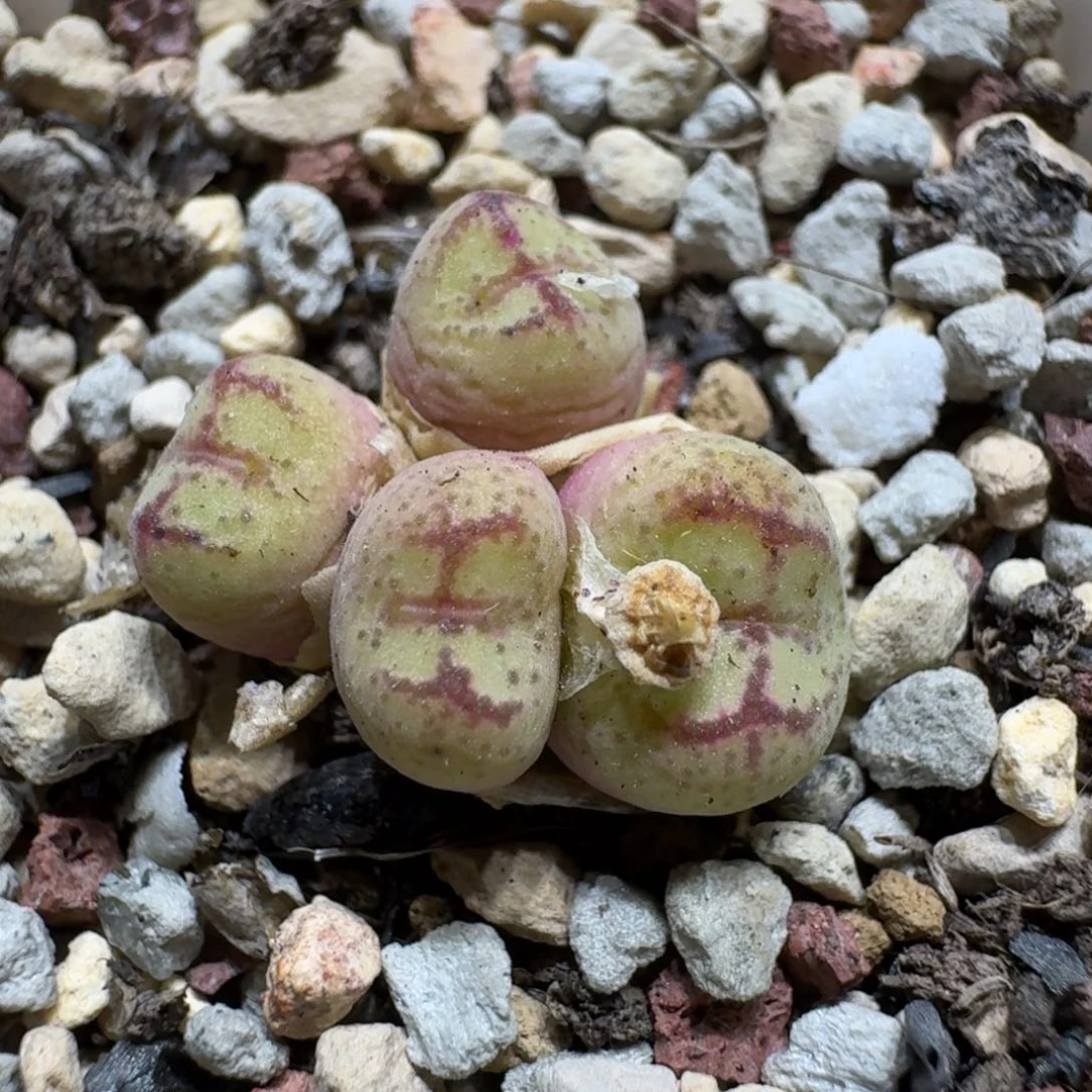 0530-47粉色猴肉锥