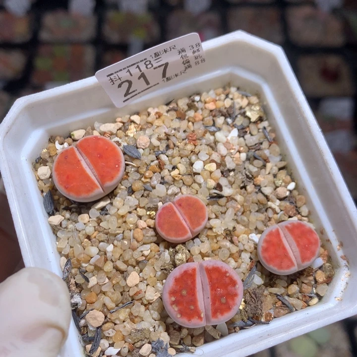 精品生石花118.217朱唇