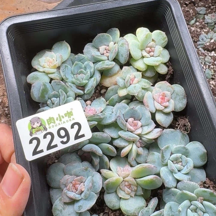 葫***子多肉植物多肉植物