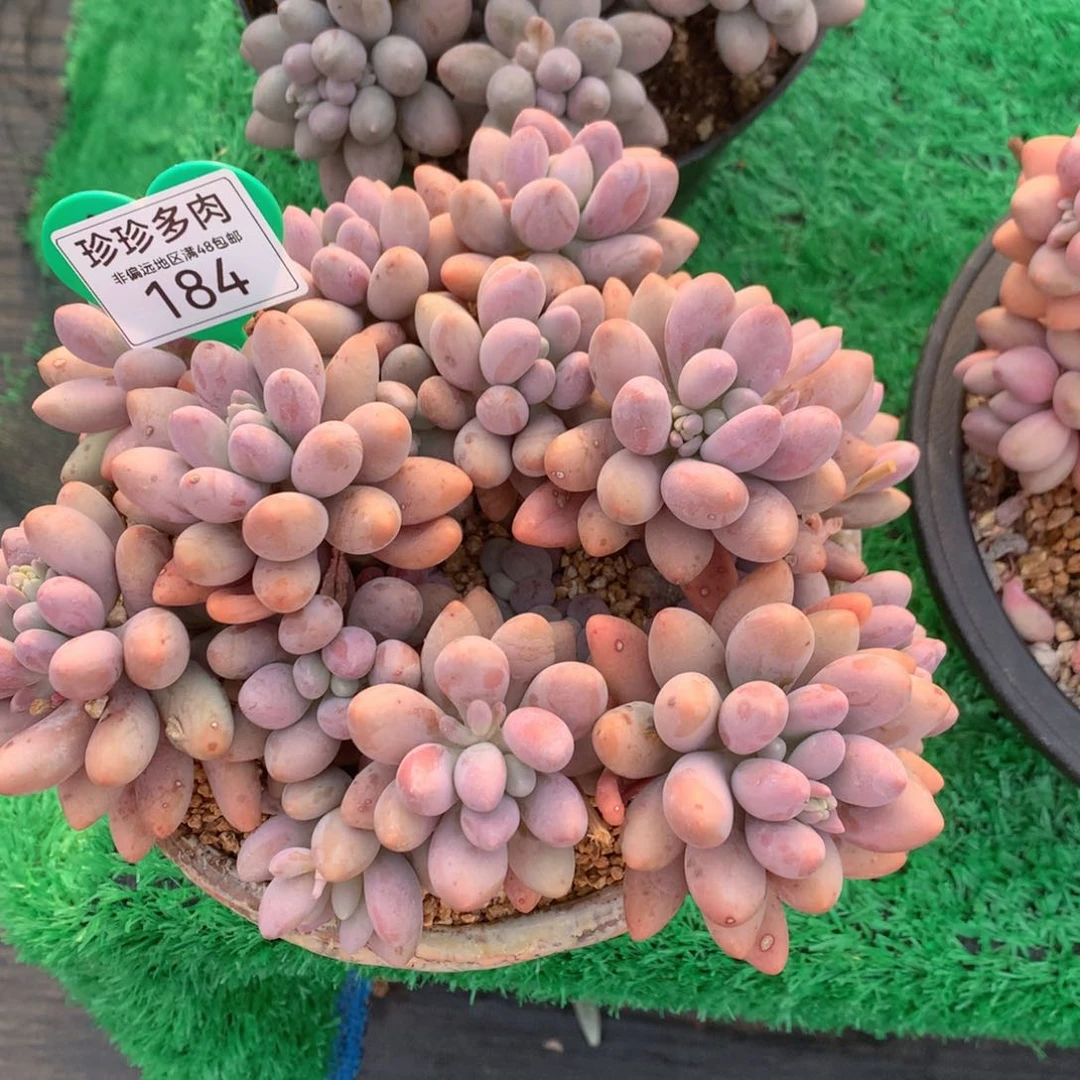 鱼*溪粉色恋人老桩一物一拍184