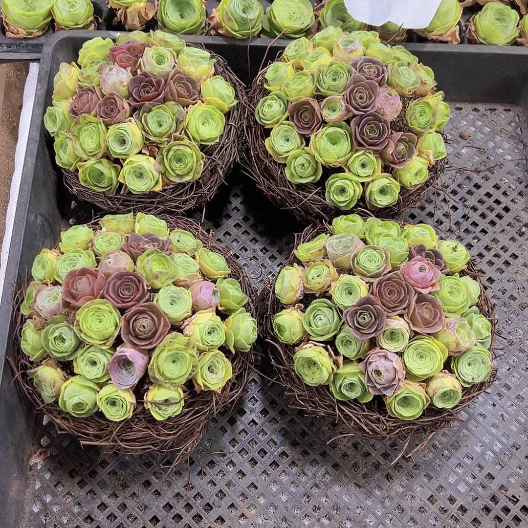 彩巢30颗左右29包邮