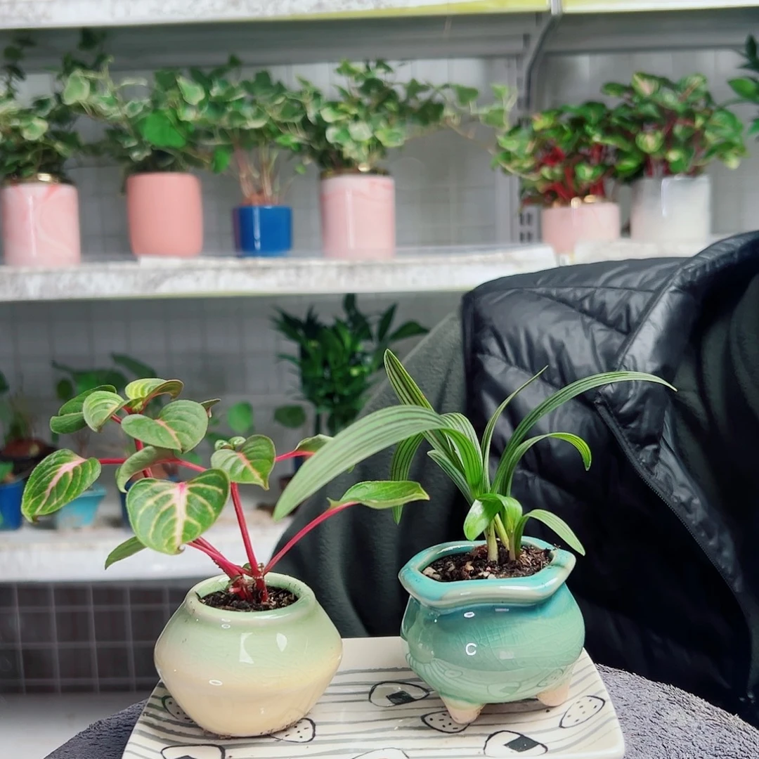 果***）无花朵54