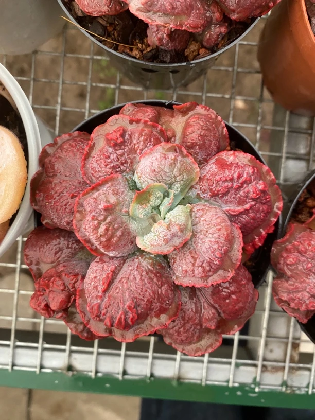 狂野男爵多肉植物室内11㎝盆