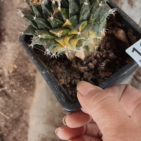 1039处理缺水的仙人球