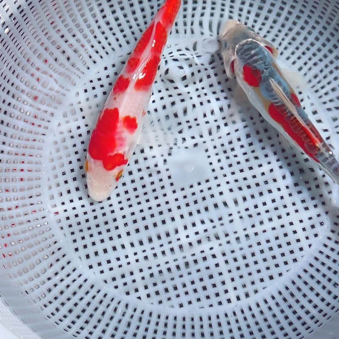 锦鲤锦鲤观赏鱼888